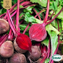 Rödbeta - Detroit 2