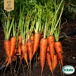 Sommarmorot - Nantaise 2