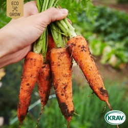 Vintermorot - Flakkee 2