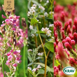 Gröngödsling Mix - Aftercrop Mixture