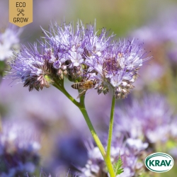 Honungsfacelia - Purple Tansy