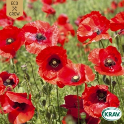 Fläckvallmo - Lady Bird