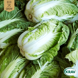 Salladskål - Selection