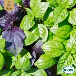 Basilika Mix - Color Mix