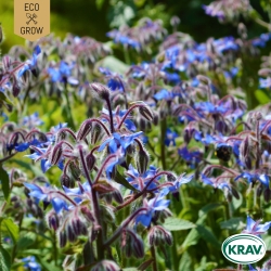 Gurkört - Borage Common