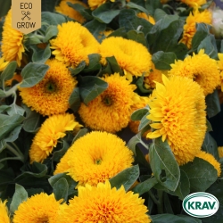 Solros - Tall Sungold