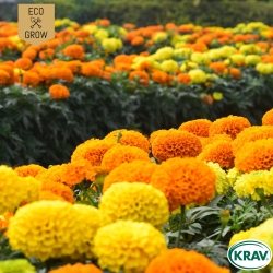 Tagetes - Cracker Jack Mix