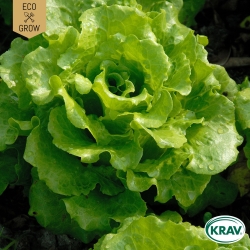 Plocksallat - Black Seeded Simpson