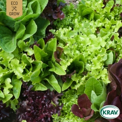 Sallat Mix - Mesclun Mix