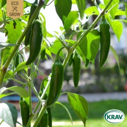 Chilipeppar - Jalapeño Ruben