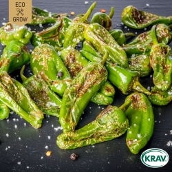Chilipeppar - Padron