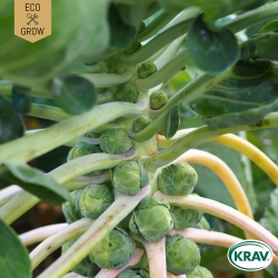 Brysselkål - Groninger