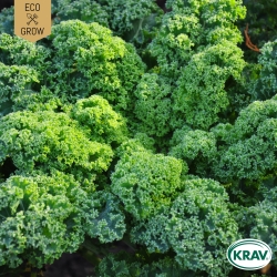 Grönkål - Westland Winter