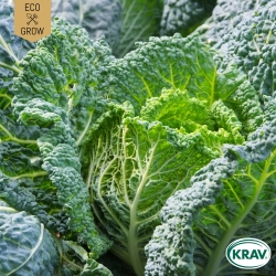 Savoykål - Vertus 2