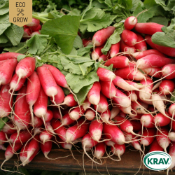 Rädisa - Flamboyant 2