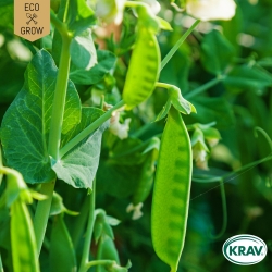 Sockerärt - Sweet Horizon