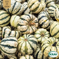 Vintersquash - Sweet Dumpling