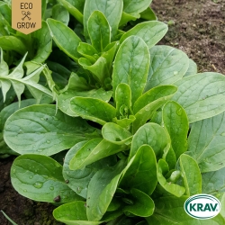 Vintersallat - Grote Noordhollandse