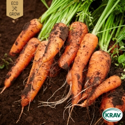 Vintermorot - Chantenay a coeur rouge 2