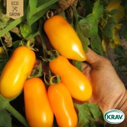 Plommontomat - Banana Legs