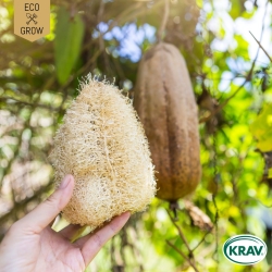 Luffagurka - Tvättsvampsgurka