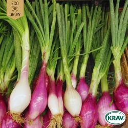 Salladslök - Rossa lunga di Firenze