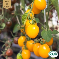 Körsbärstomat - Galina