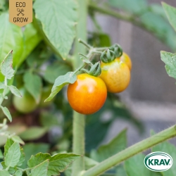 Vintertomat - Cereja de Inverno