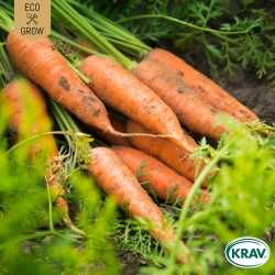 Sommarmorot - Berlikumer 2