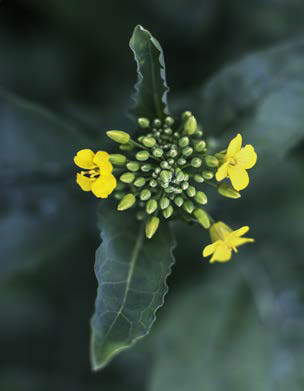 Rapsolja - med smak från svenska gårdar 2