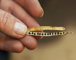 Rapsolja - med smak från svenska gårdar 4