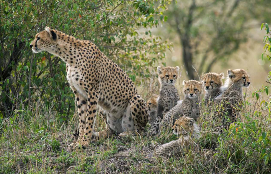 Simba : Barnens bok om vilda djur i Afrika 3