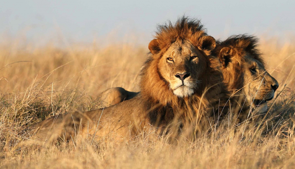 Simba : Barnens bok om vilda djur i Afrika 5