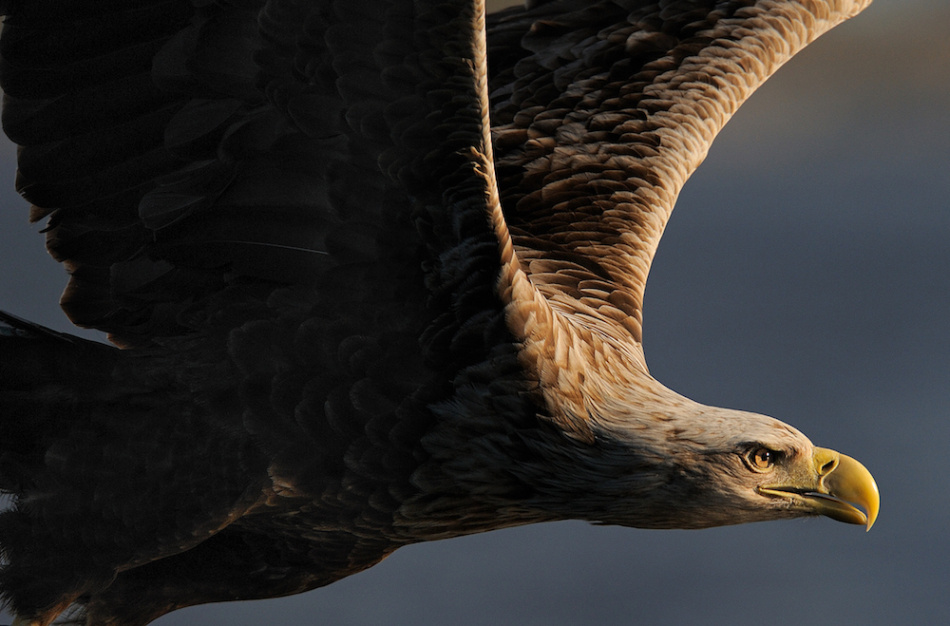 Ett vildare liv - En bok om det vildas återkomst 2