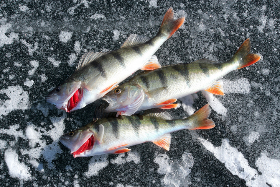 Vättern - Fisk och fiskare 4