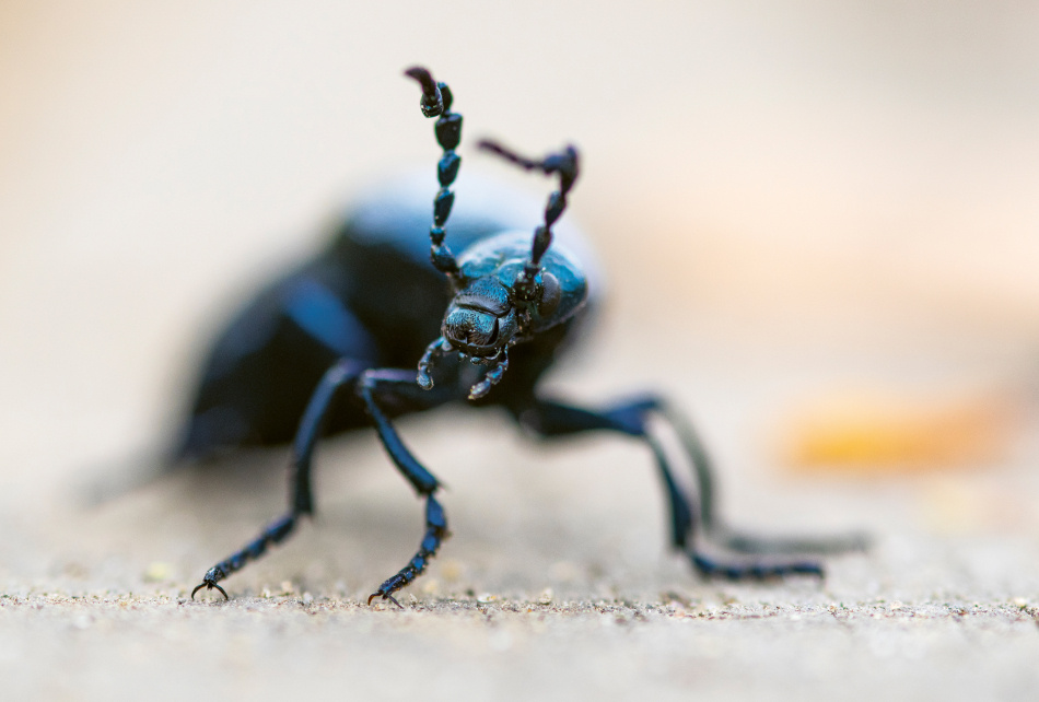 Sydsvenska nationalparker - åtta skyddade naturpärlor 3