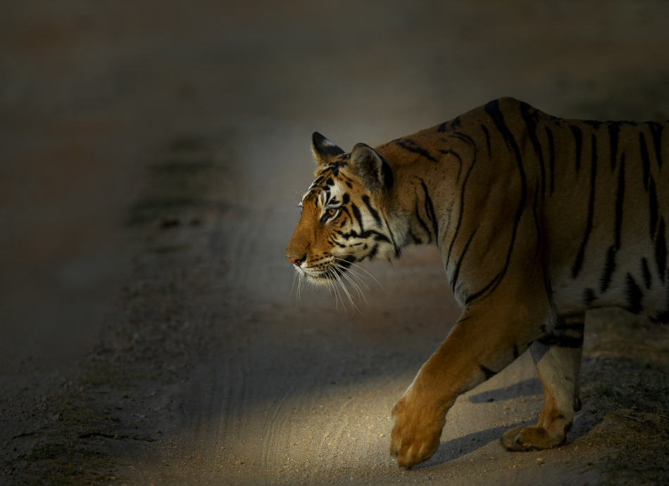 Kungliga katter -Beteenden & signaler Världens största kattdjur 2
