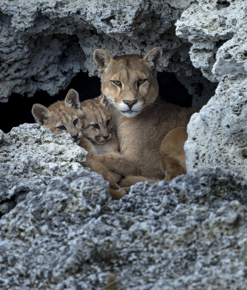 Kungliga katter -Beteenden & signaler Världens största kattdjur 3