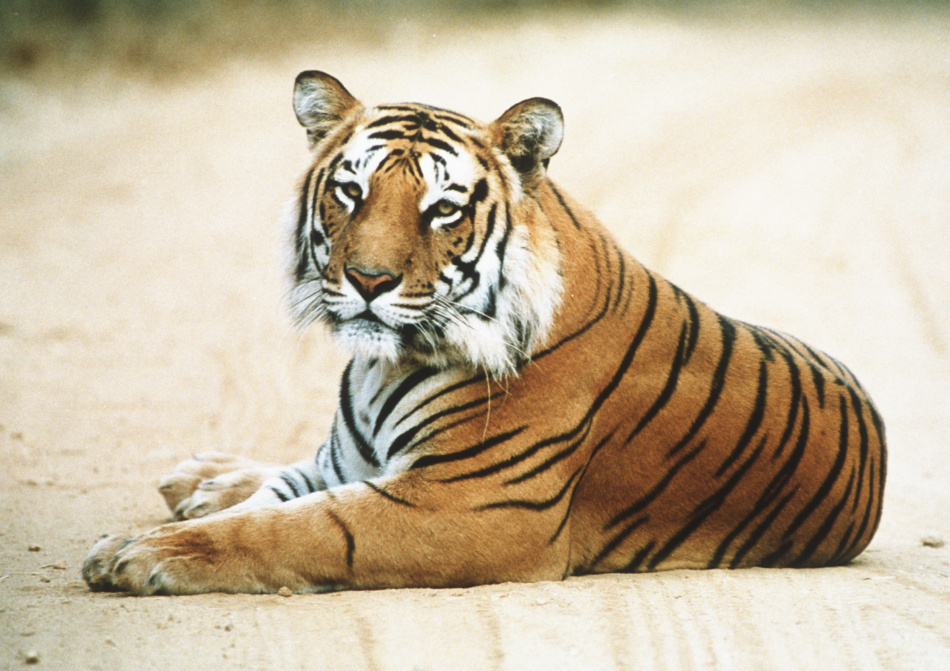 Fotavtryck - hur du och jag påverkar vår jord 4