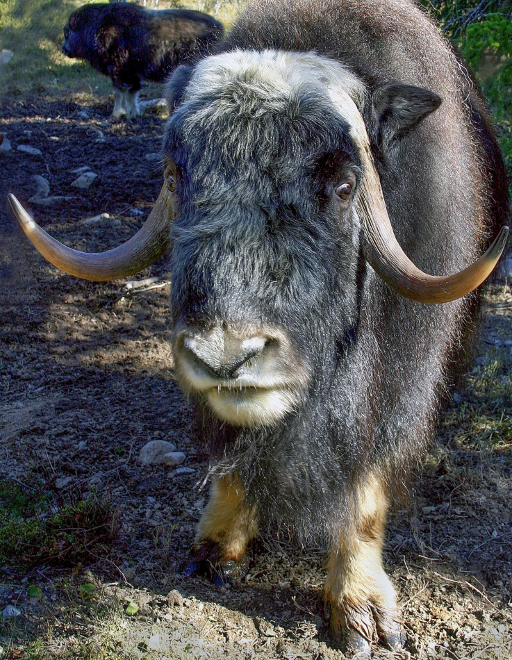 Fjäll - Våra skönaste turer till fots och på skidor 3