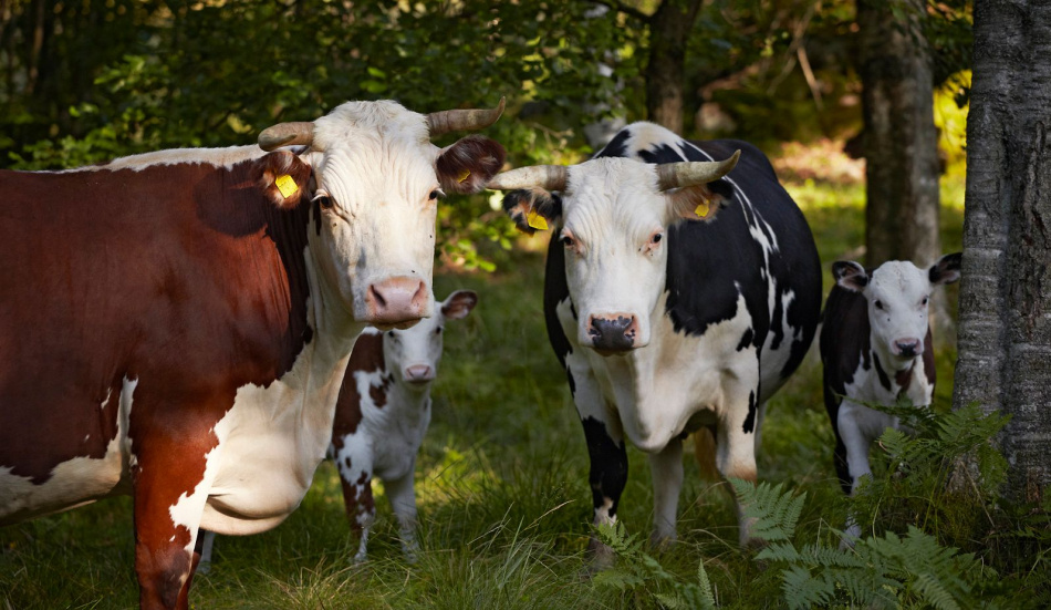 Röster från Bredfjället 4
