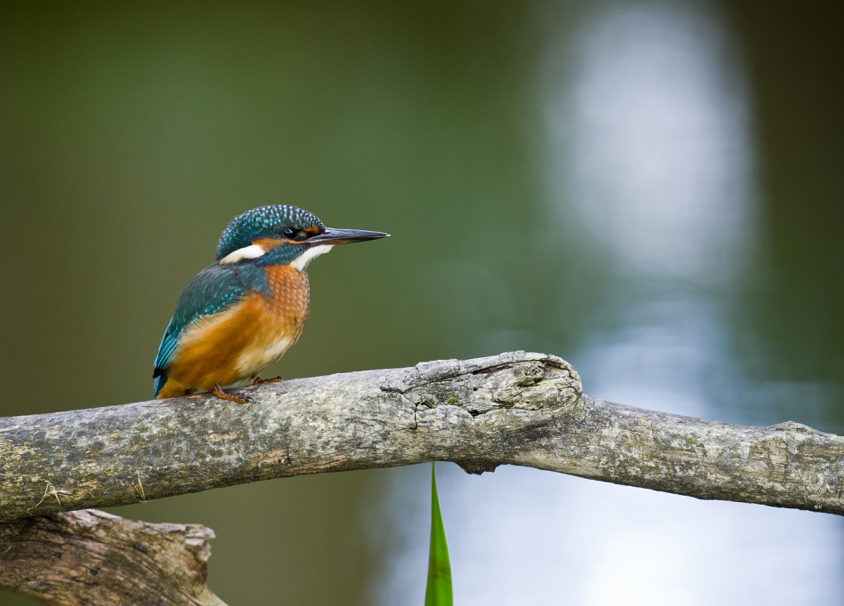 Skogslycka Kungsfiskare