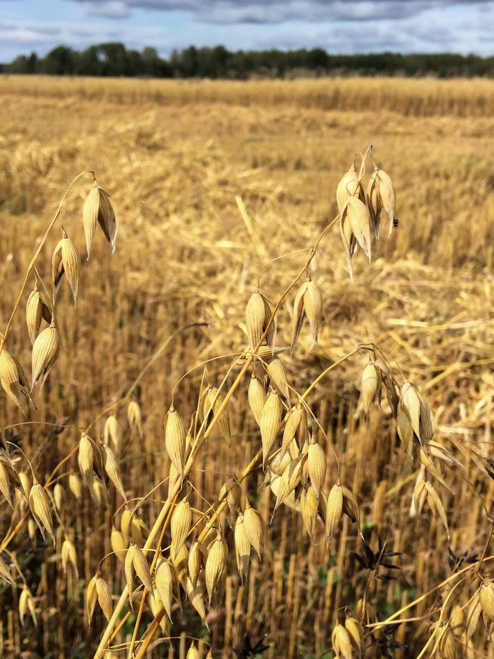 Skrädmjöl : Det värmländska mjölet 6