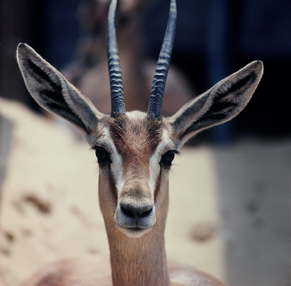 Med kamera om halsen : Sven Gillsäter, naturfotograf och världsresenär 2