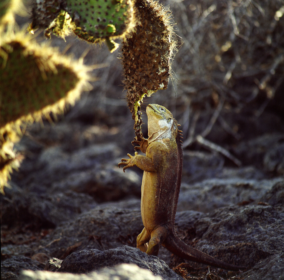 Med kamera om halsen : Sven Gillsäter, naturfotograf och världsresenär 4