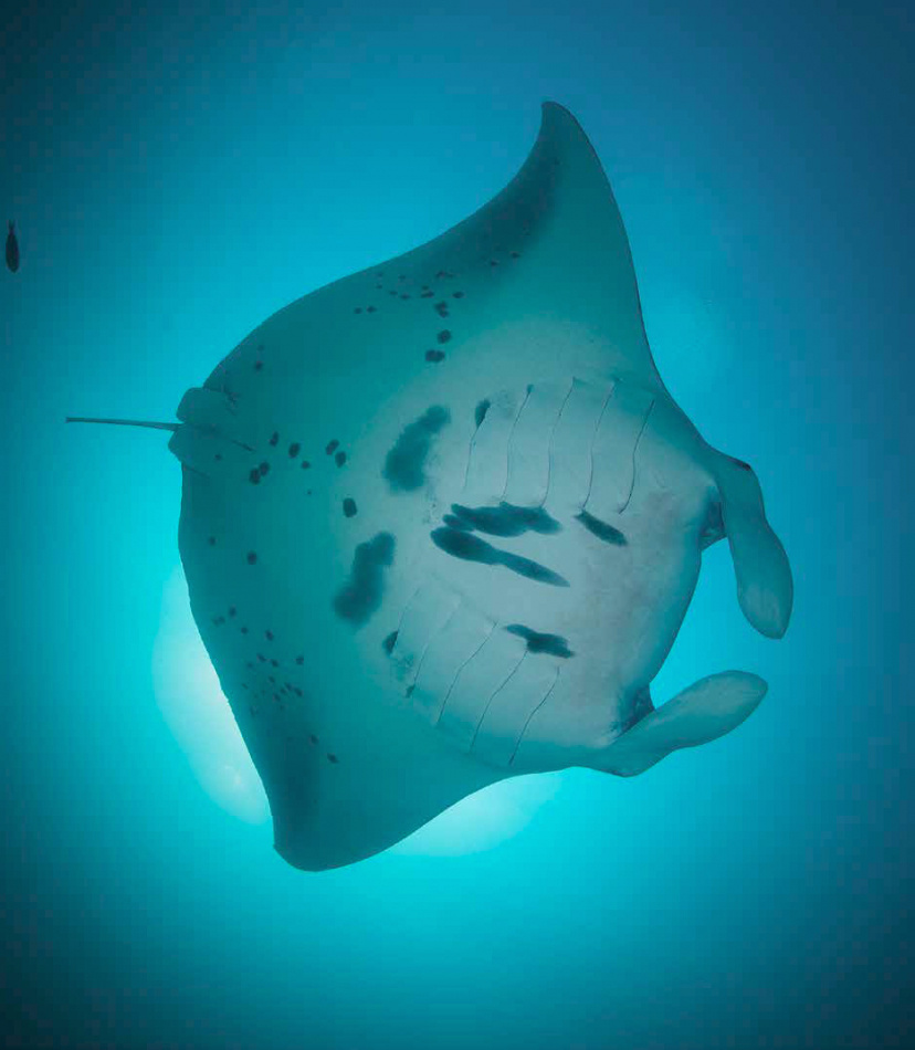 PAPUA : bland paradisfåglar och djävulsrockor 4