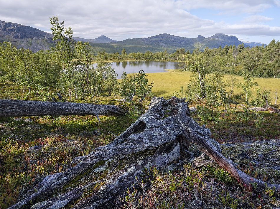 Fjällrand Foto Jan-Erik Nilsson
