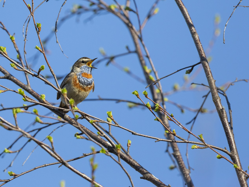 Fjällrand Foto Jan-Erik Nilsson