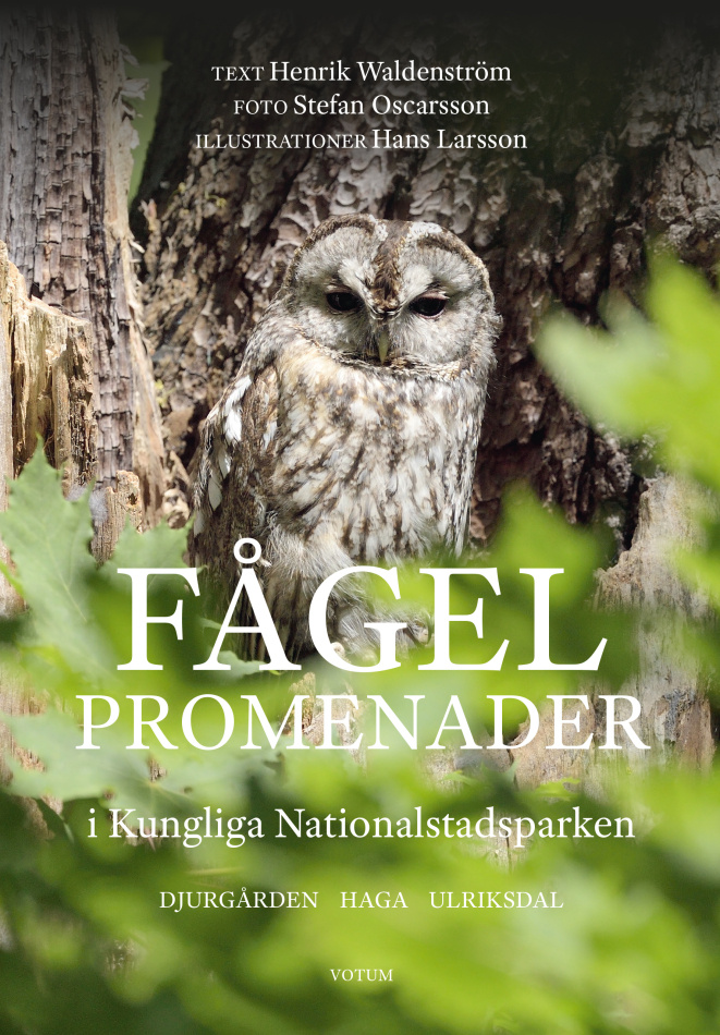 Fågelpromenader i kungliga nationalstadsparken