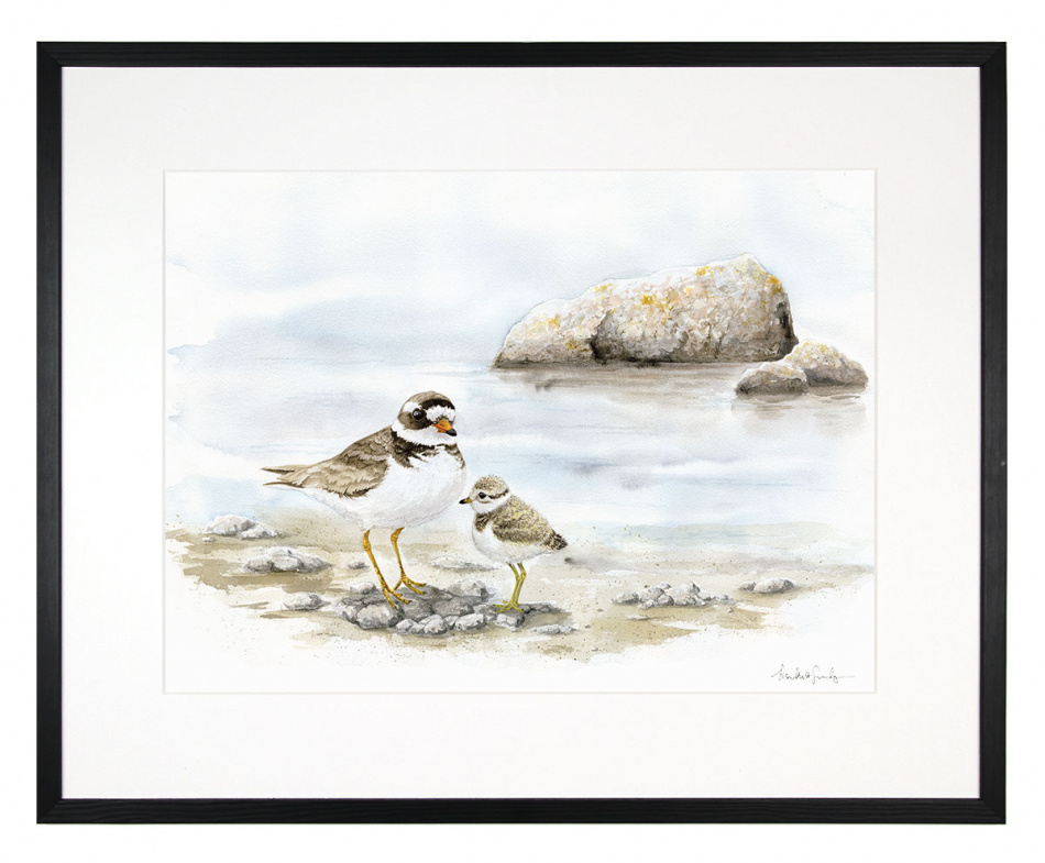 Större strandpipare 1